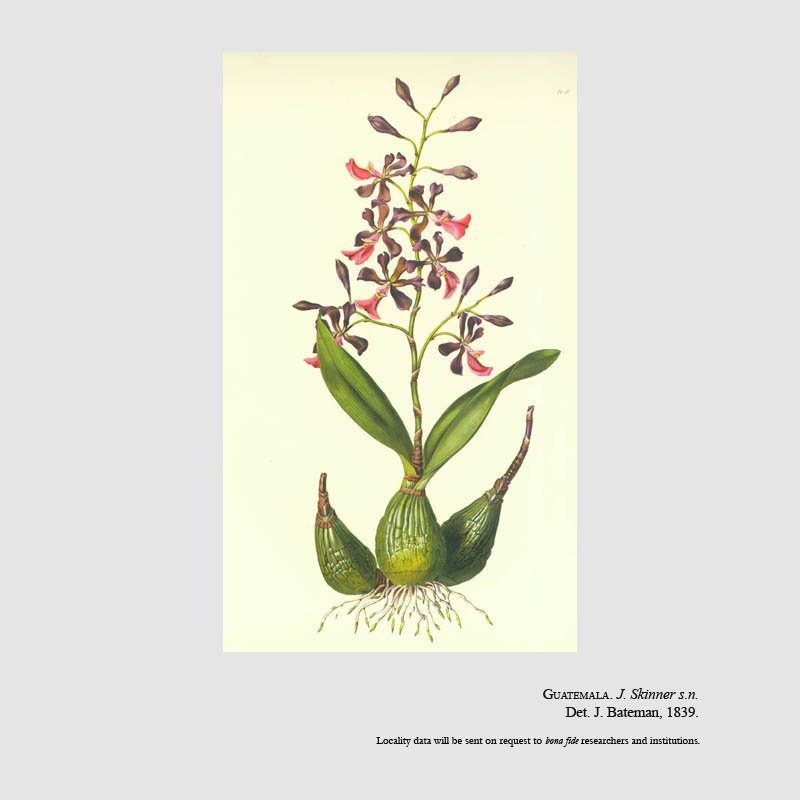 Encyclia cordigera